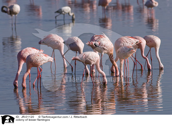 Kolonie Zwergflamingos / colonyof lesser flamingos / JR-01120